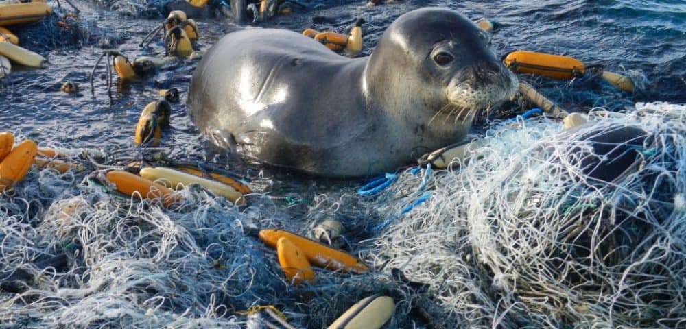 Seal in plastic pollution