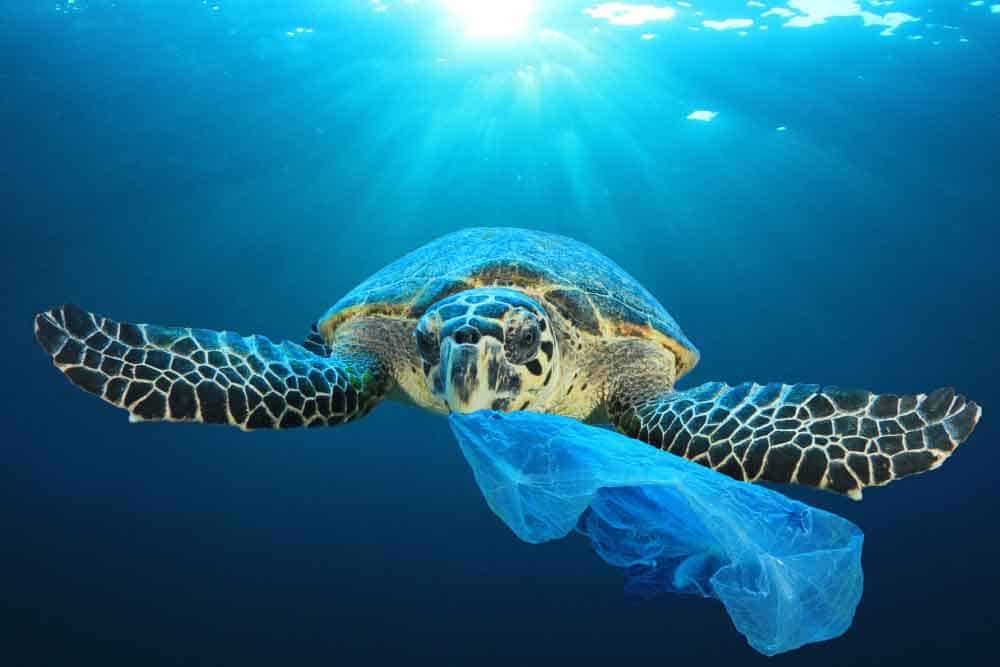plastic pollution in turtle's mouth